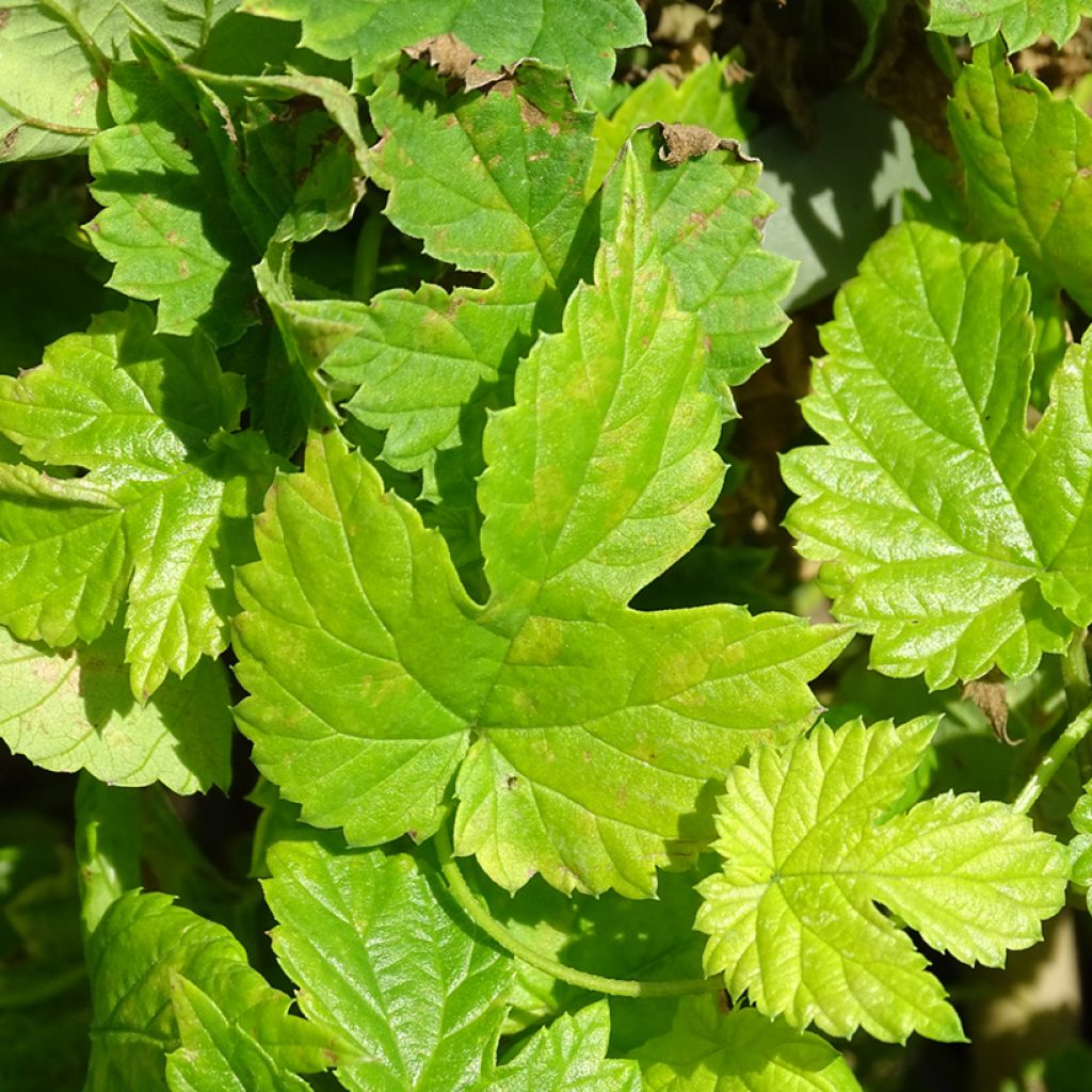 Humala - Humulus lupulus