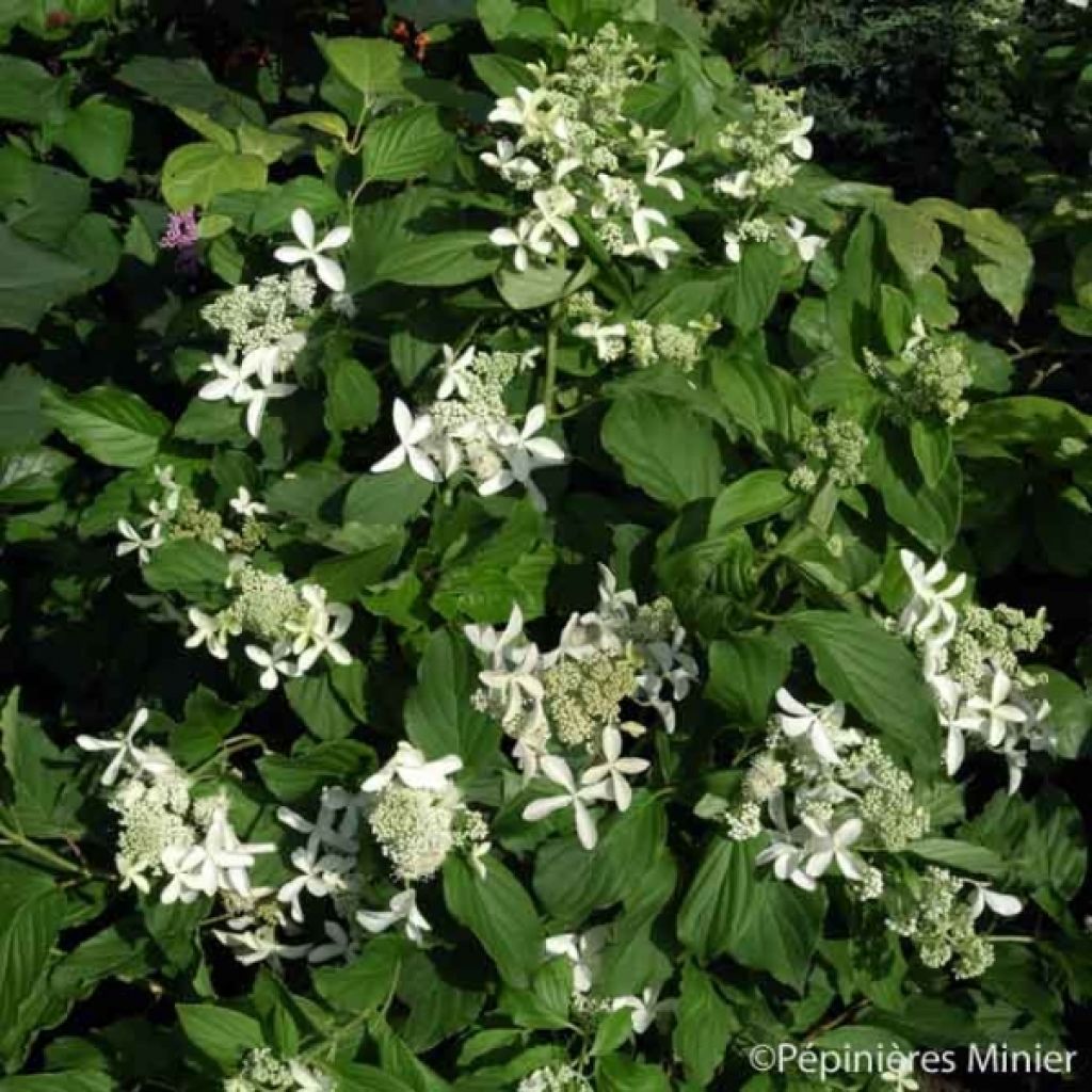 Syyshortensia Great Star Le Vasterival