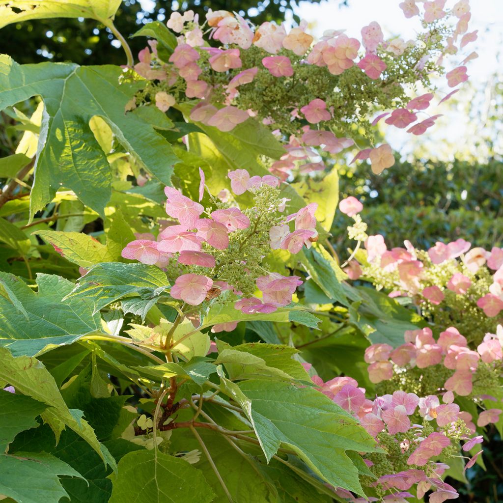 Tammihortensia Back Porch