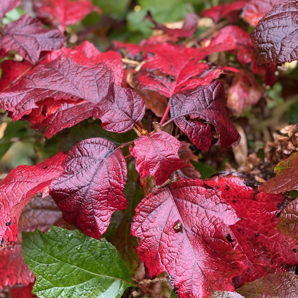 Tammihortensia Snowcicle