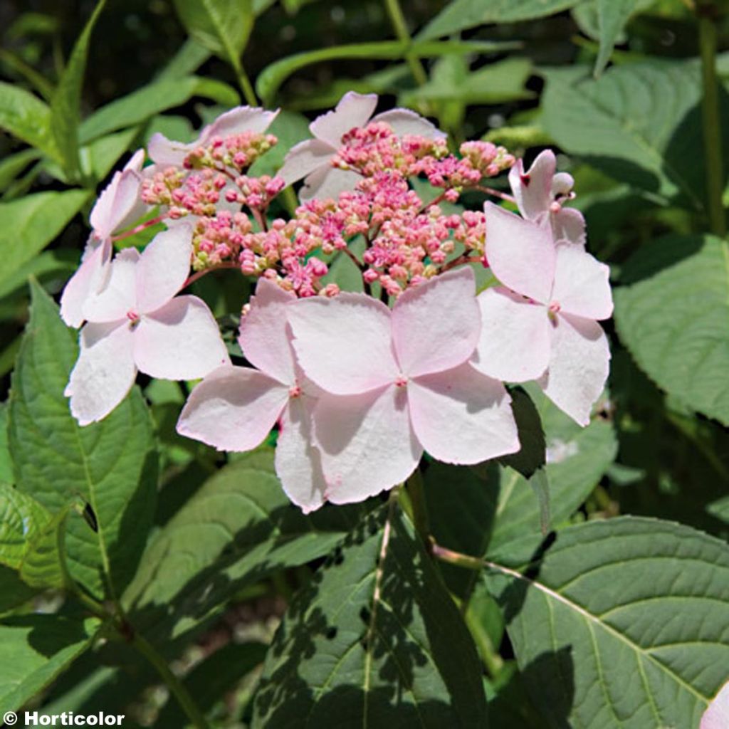 Safiirihortensia Grayswood
