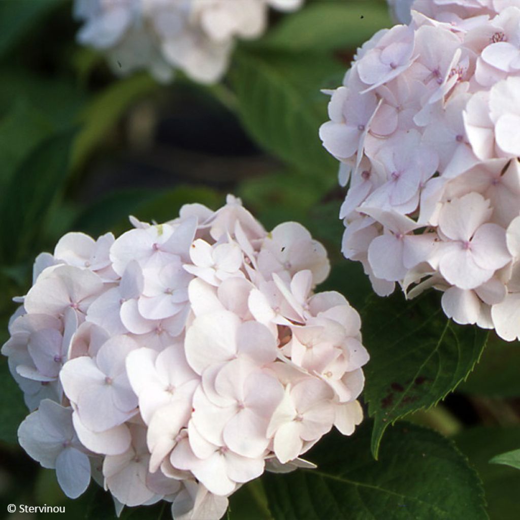 Jalohortensia Rahic