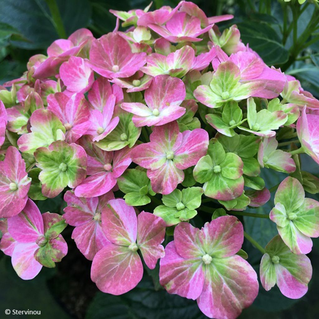 Jalohortensia Valvert