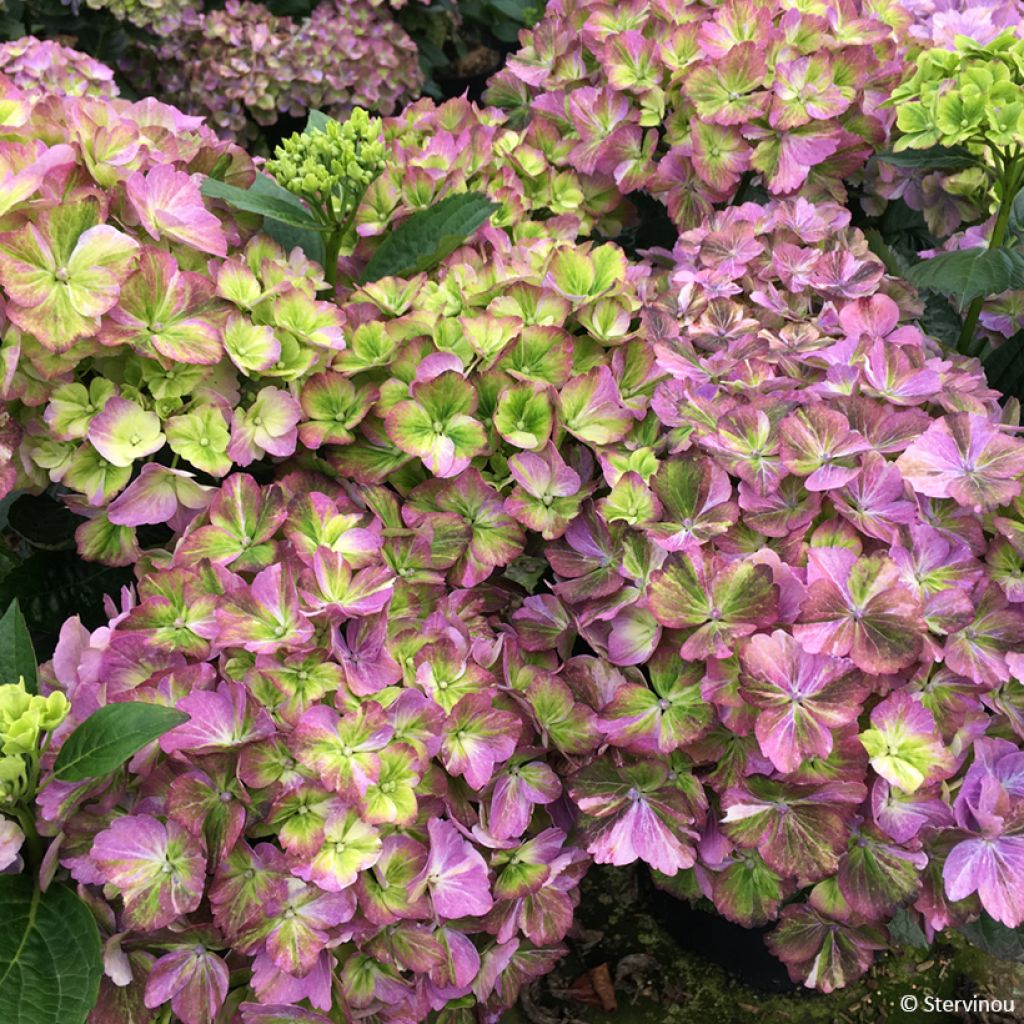 Jalohortensia Valvert