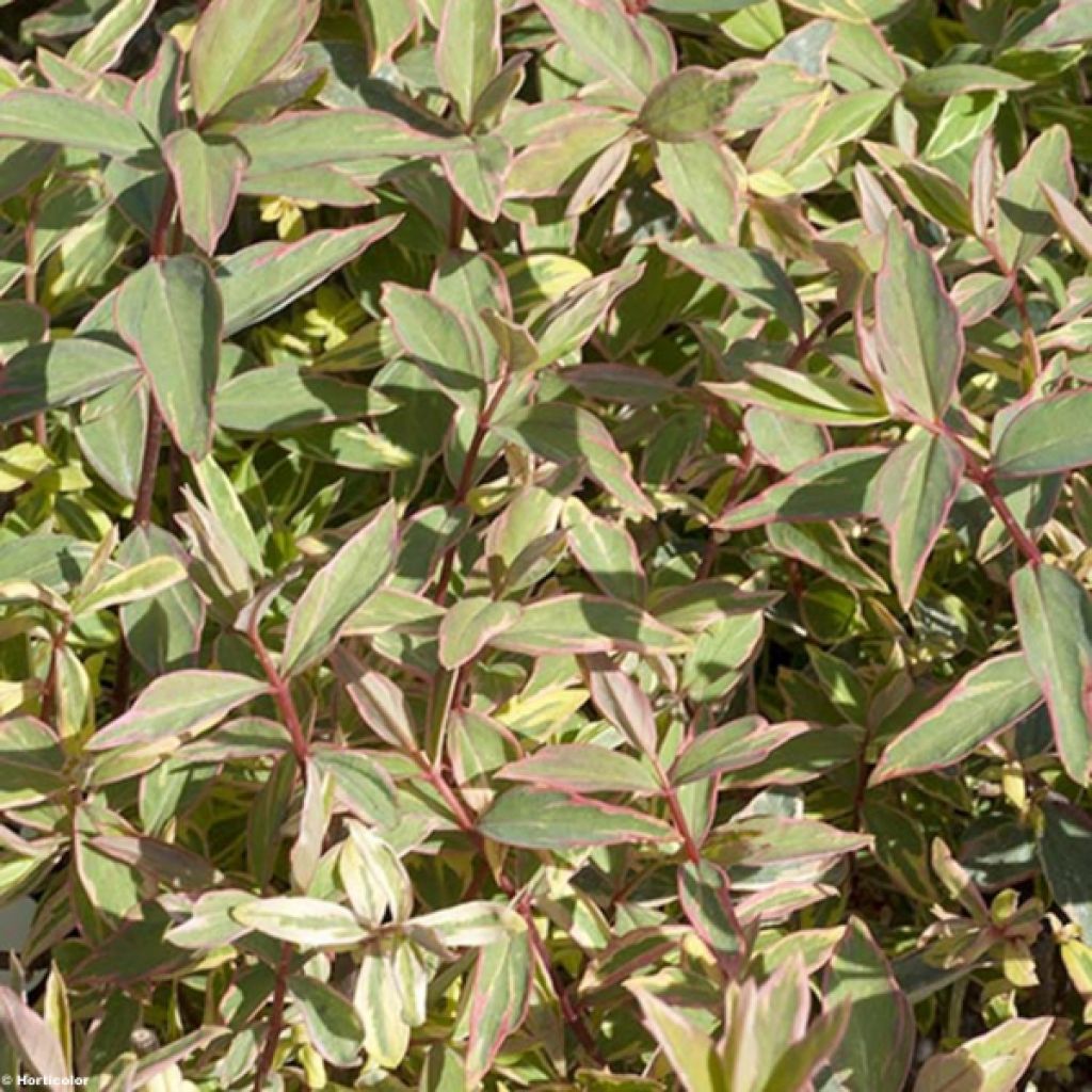 Pensaskuisma Tricolor