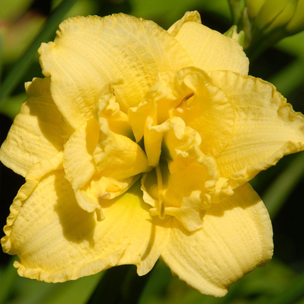 Hémérocalle Cabbage Flower - Lis d'un Jour