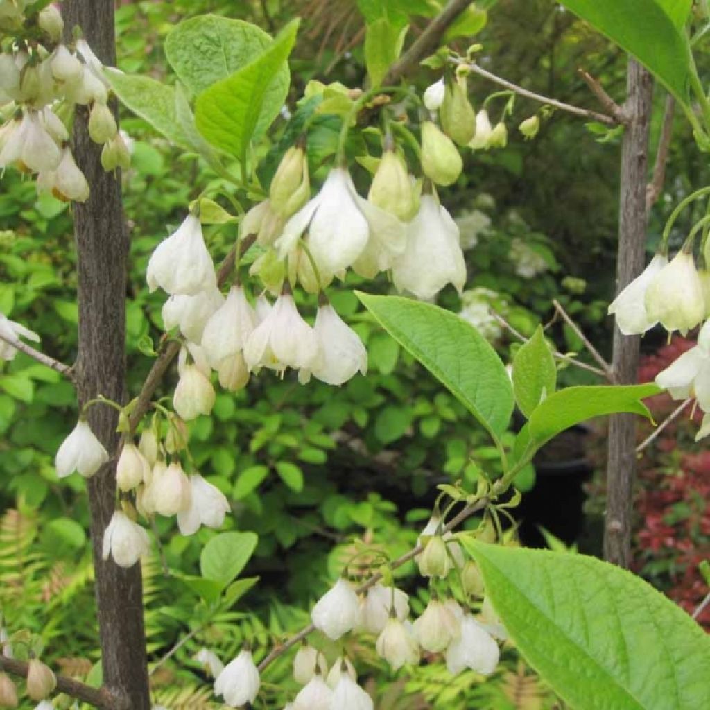 Karolinanvitikellopuu - Halesia carolina