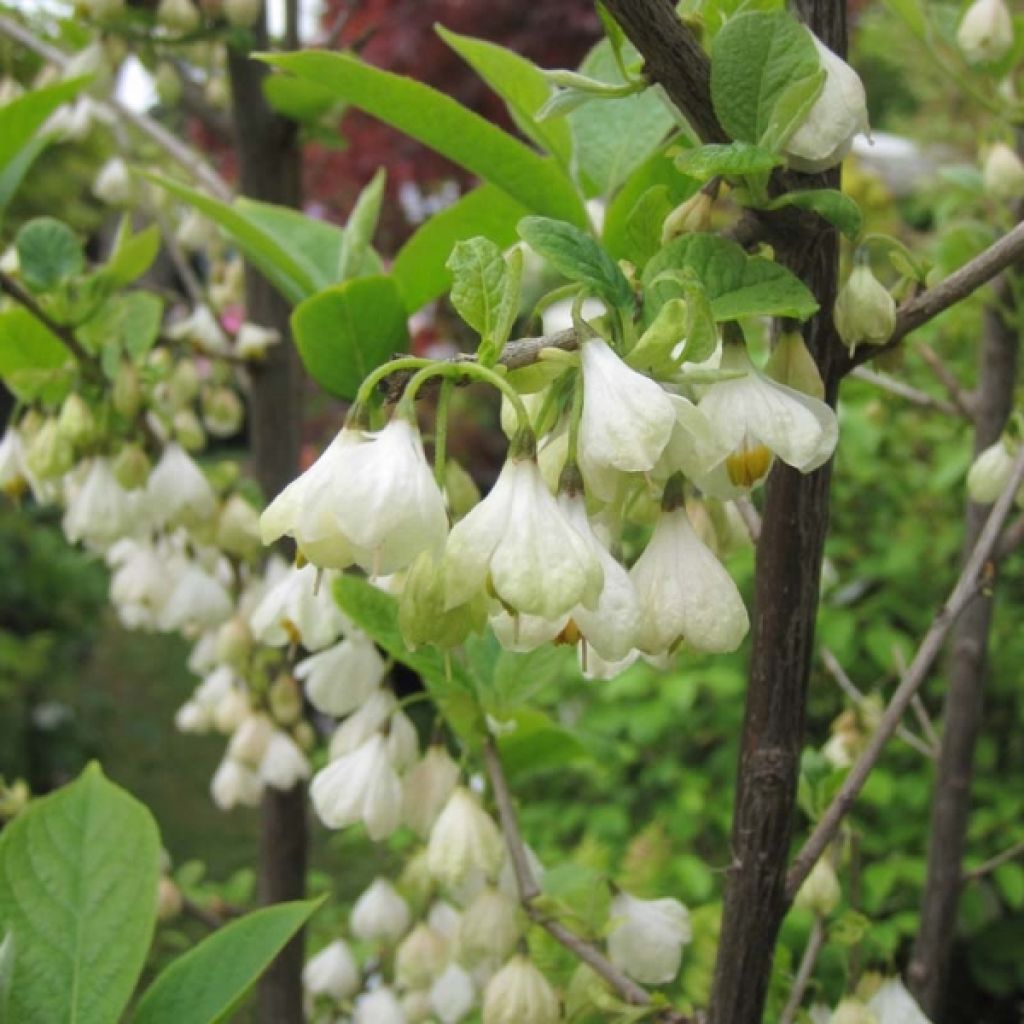 Karolinanvitikellopuu - Halesia carolina