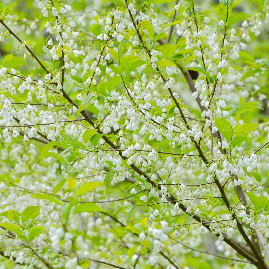 Karolinanvitikellopuu - Halesia carolina