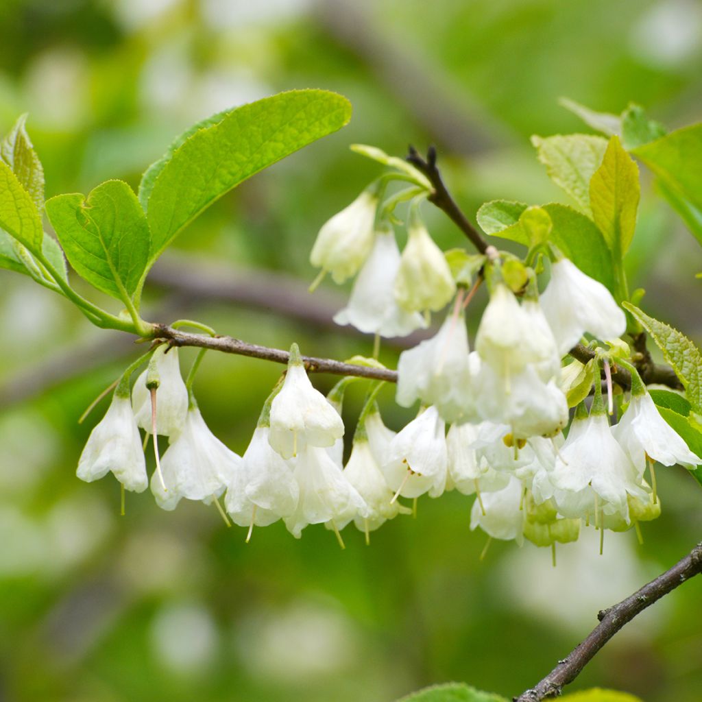 Karolinanvitikellopuu - Halesia carolina