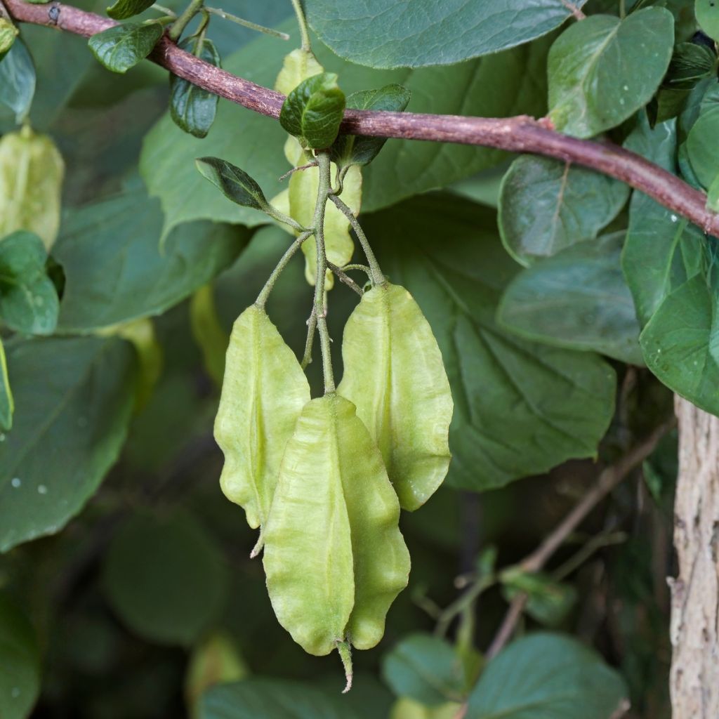 Karolinanvitikellopuu - Halesia carolina
