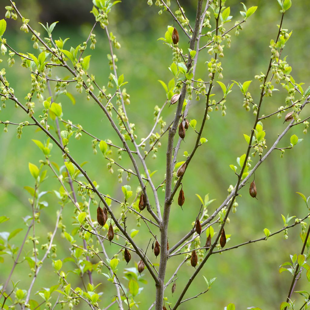 Karolinanvitikellopuu - Halesia carolina