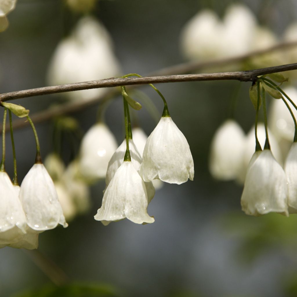 Vitikellopuu - Halesia carolina var. monticola