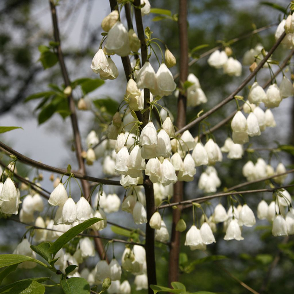 Vitikellopuu - Halesia carolina var. monticola