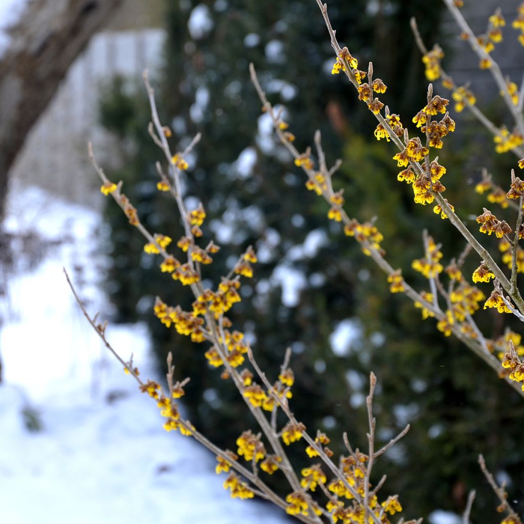Amerikantaikapähkinä - Hamamelis virginiana