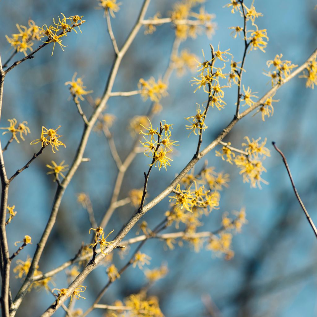 Amerikantaikapähkinä - Hamamelis virginiana