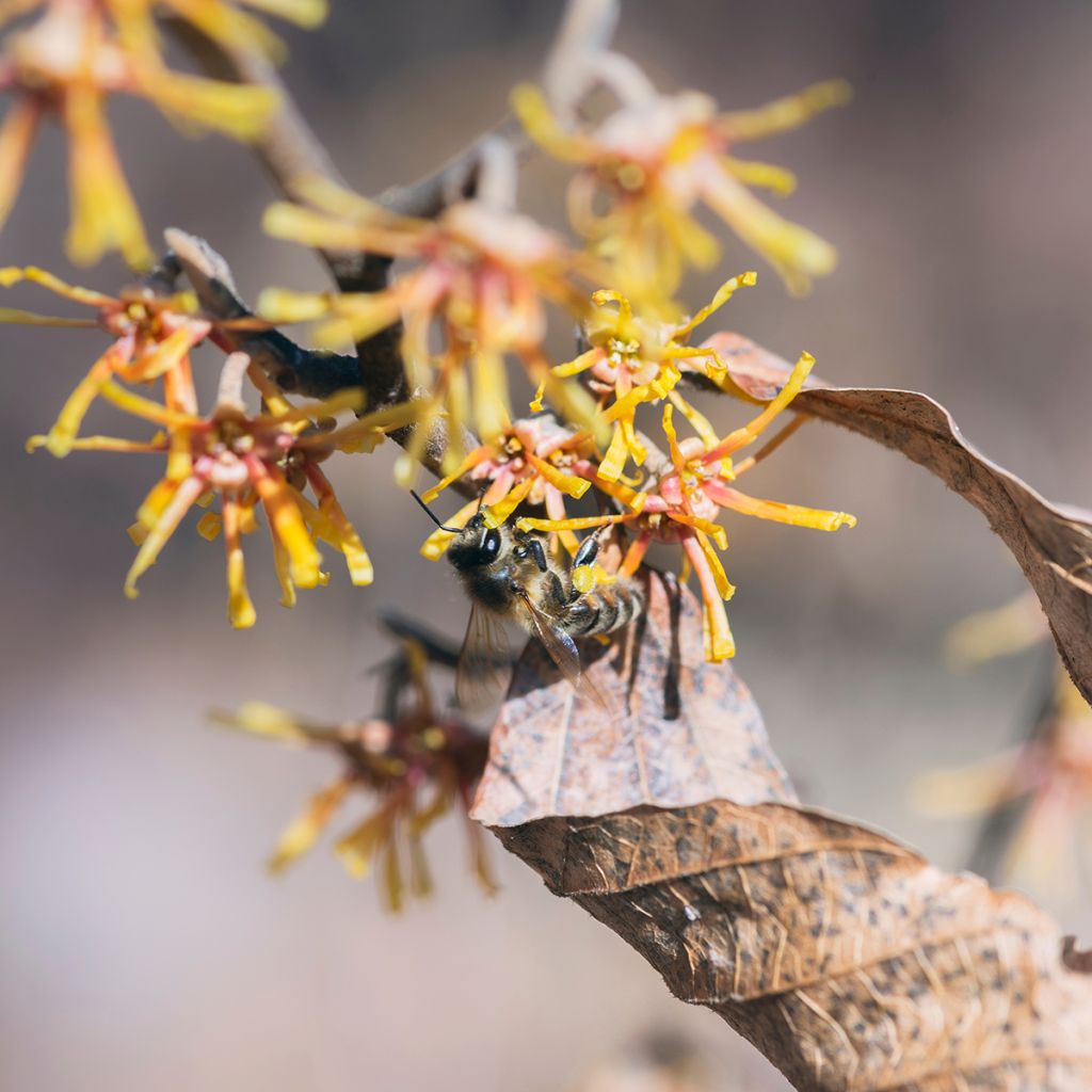 Amerikantaikapähkinä - Hamamelis virginiana