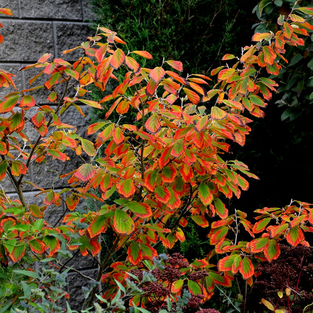 Amerikantaikapähkinä - Hamamelis virginiana