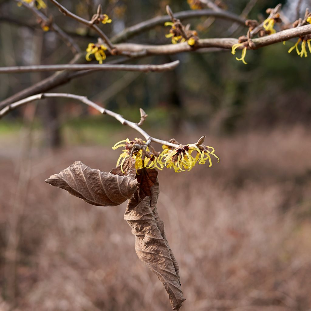 Amerikantaikapähkinä - Hamamelis virginiana