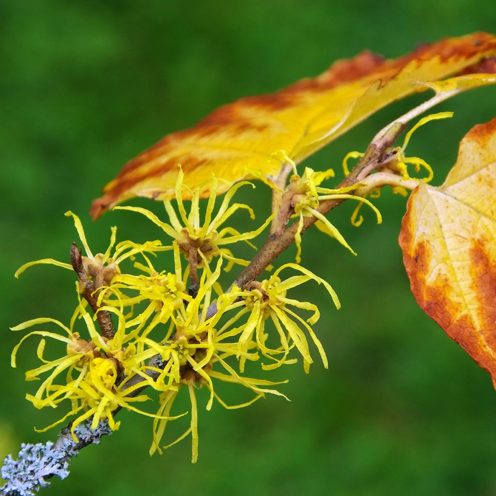 Amerikantaikapähkinä - Hamamelis virginiana