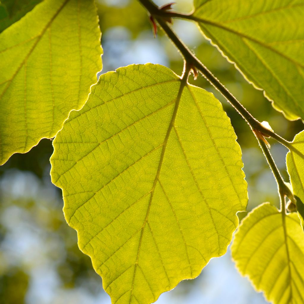 Japanintaikapähkinä Zuccariniana