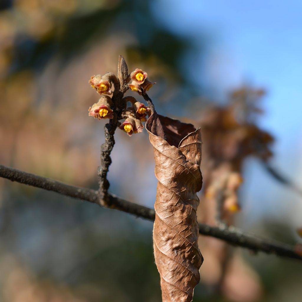 Japanintaikapähkinä Zuccariniana