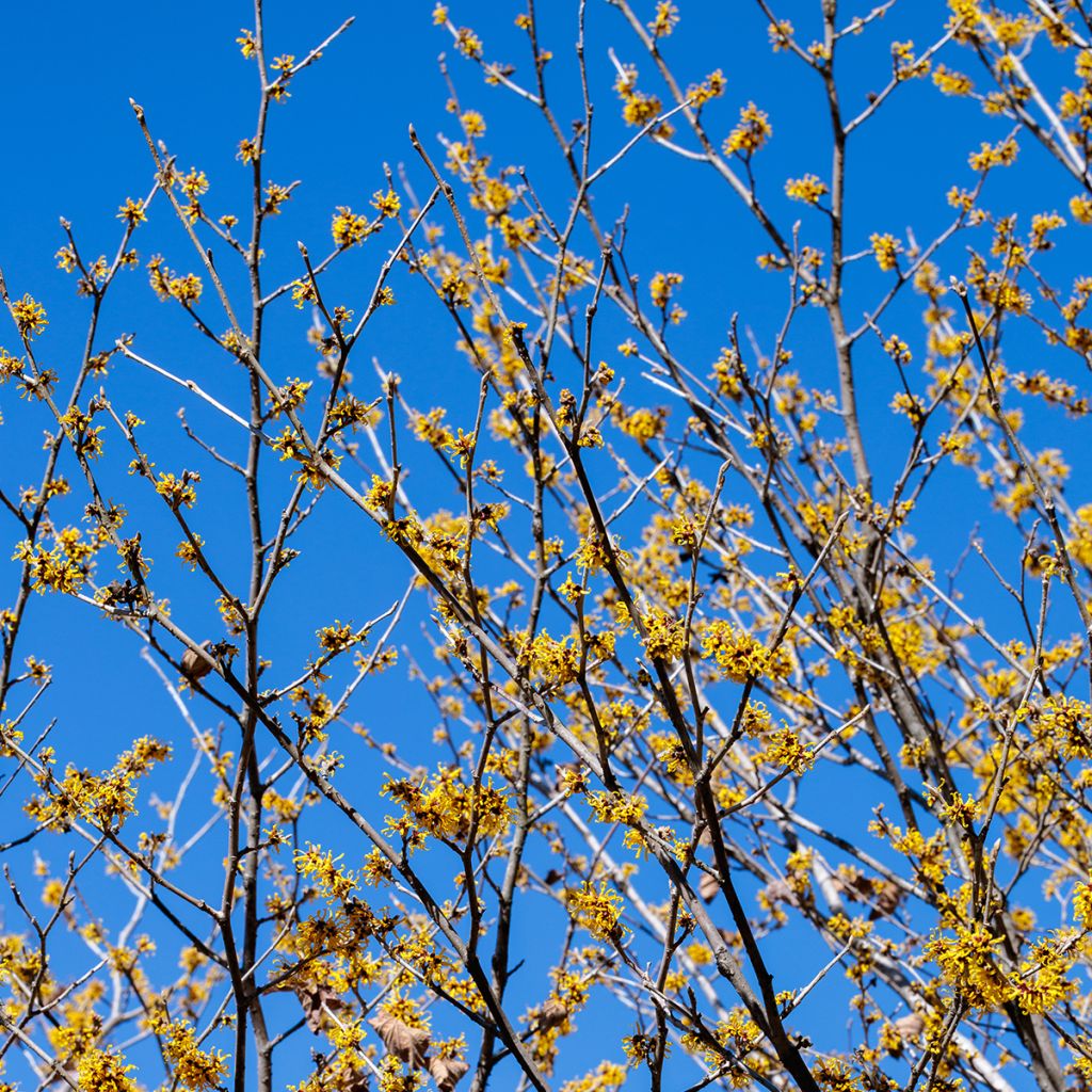 Kiinantaikapähkinä Pallida