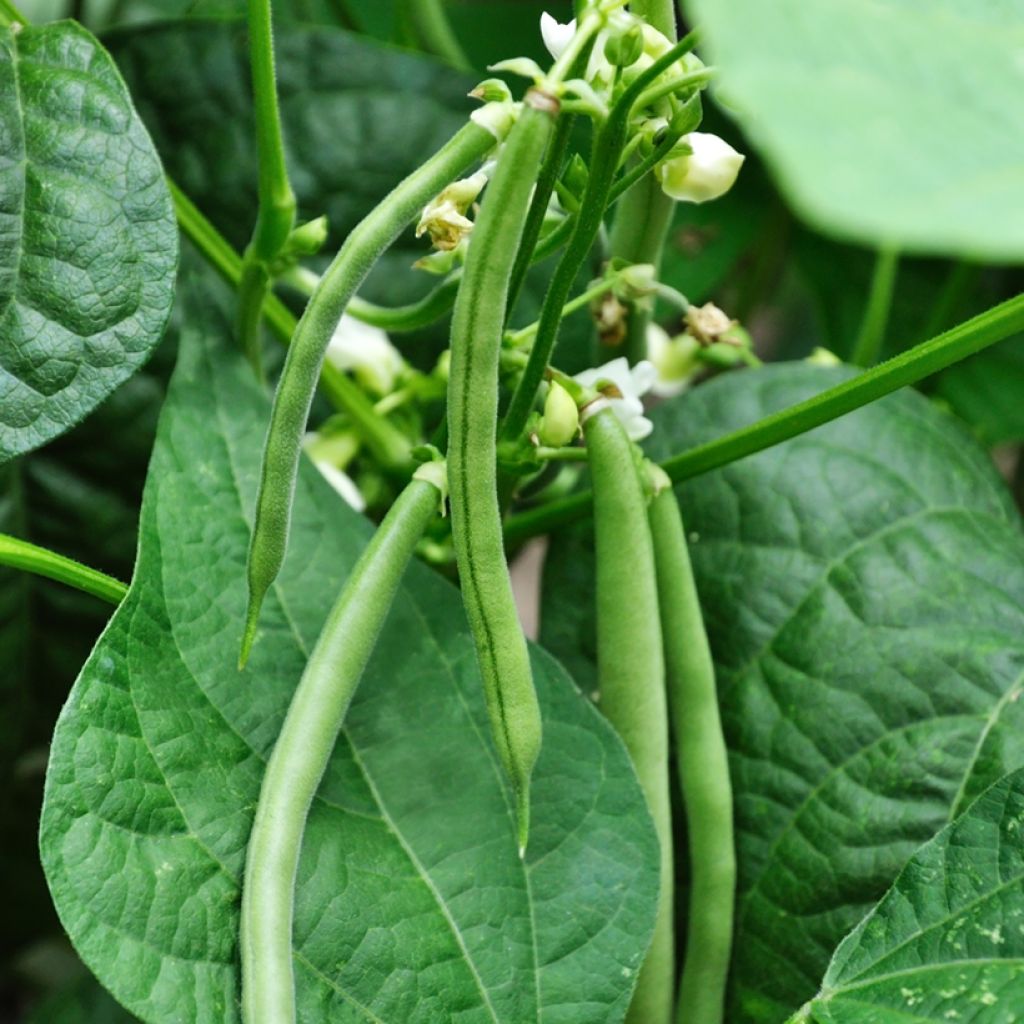 Salkopapu Neckarkonigin luomu - Phaseolus vulgaris