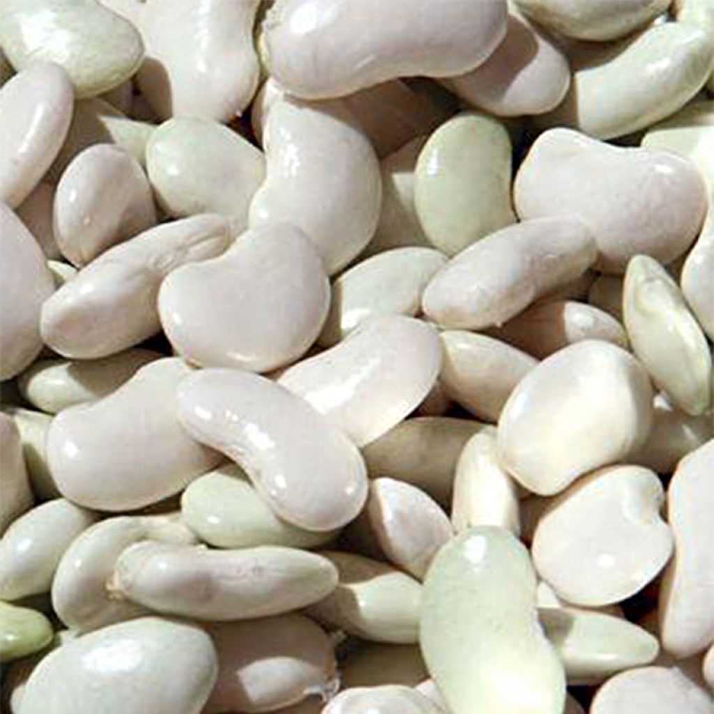 Salkopapu maïs type Tarbais