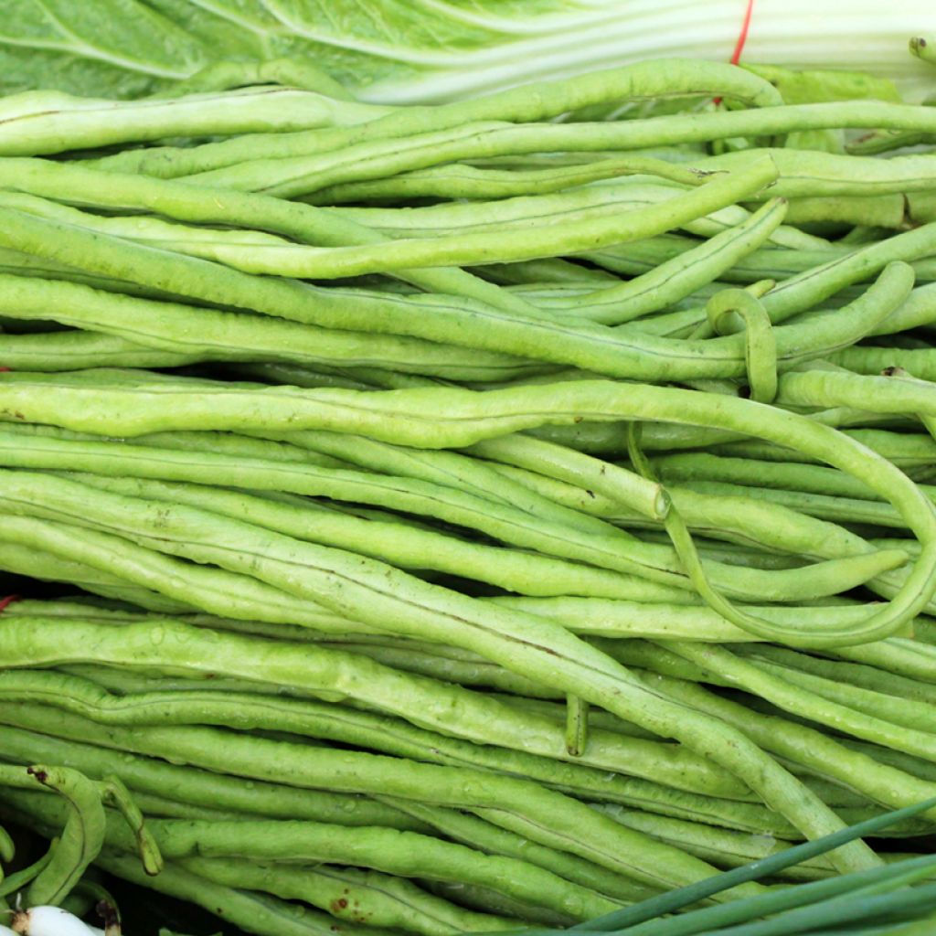 Lehmänpapu - Vigna unguiculata subsp. sesquipedalis