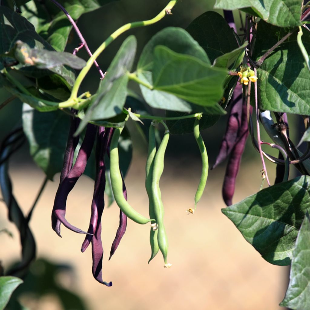 Salkopapu - Phaseolus vulgaris