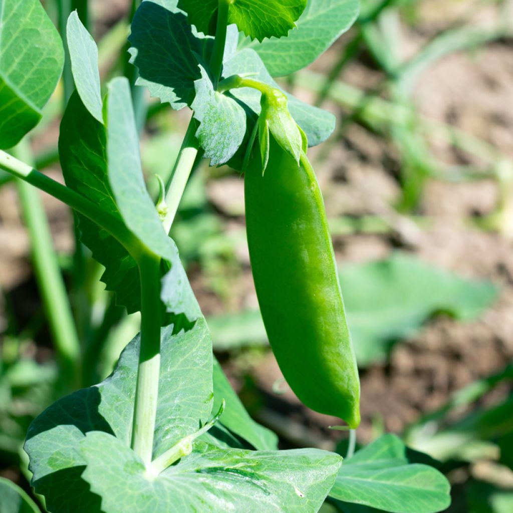 Tarhapapu Coco valkoinen aikainen - Phaseolus vulgaris