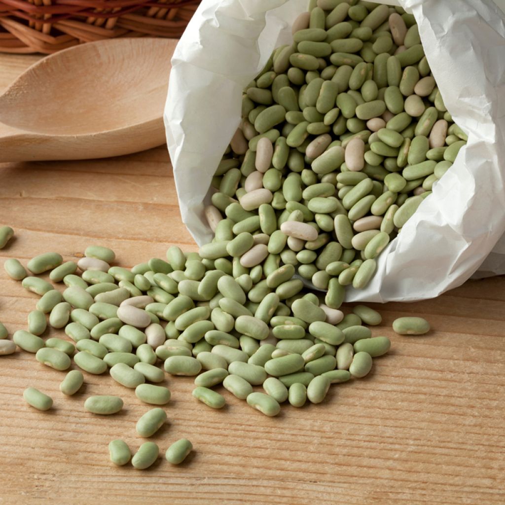 Tarhapapu Flageolet Chevrier vert Flagrano