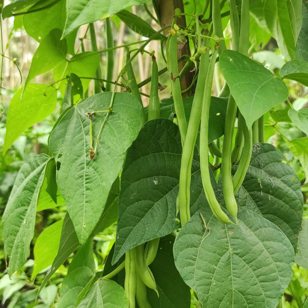 Pensaspapu Aiguillon - Phaseolus vulgaris