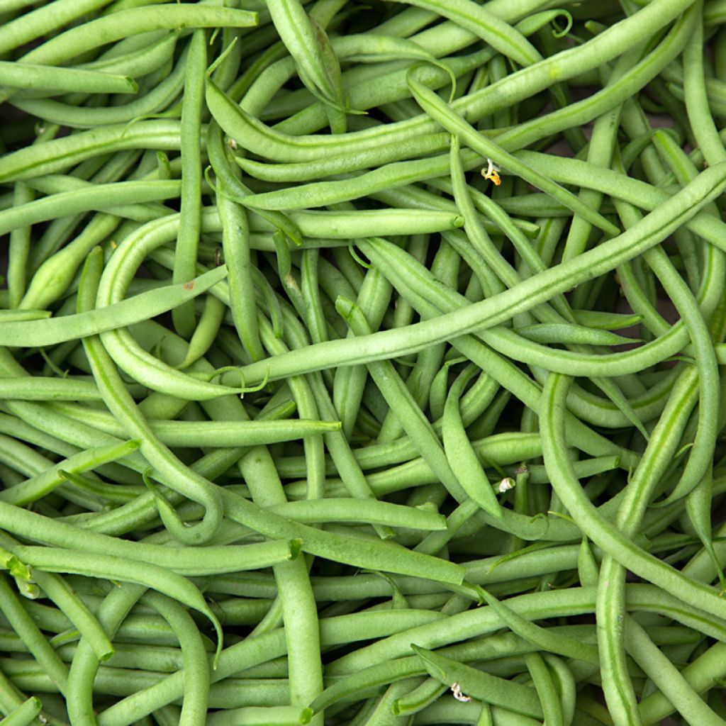 Palkoineen syötävä tarhapapu Divinel - Vilmorin