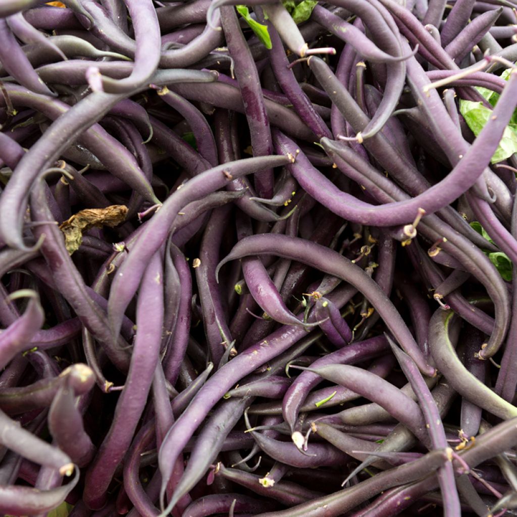 Pensaspapu Amethyst