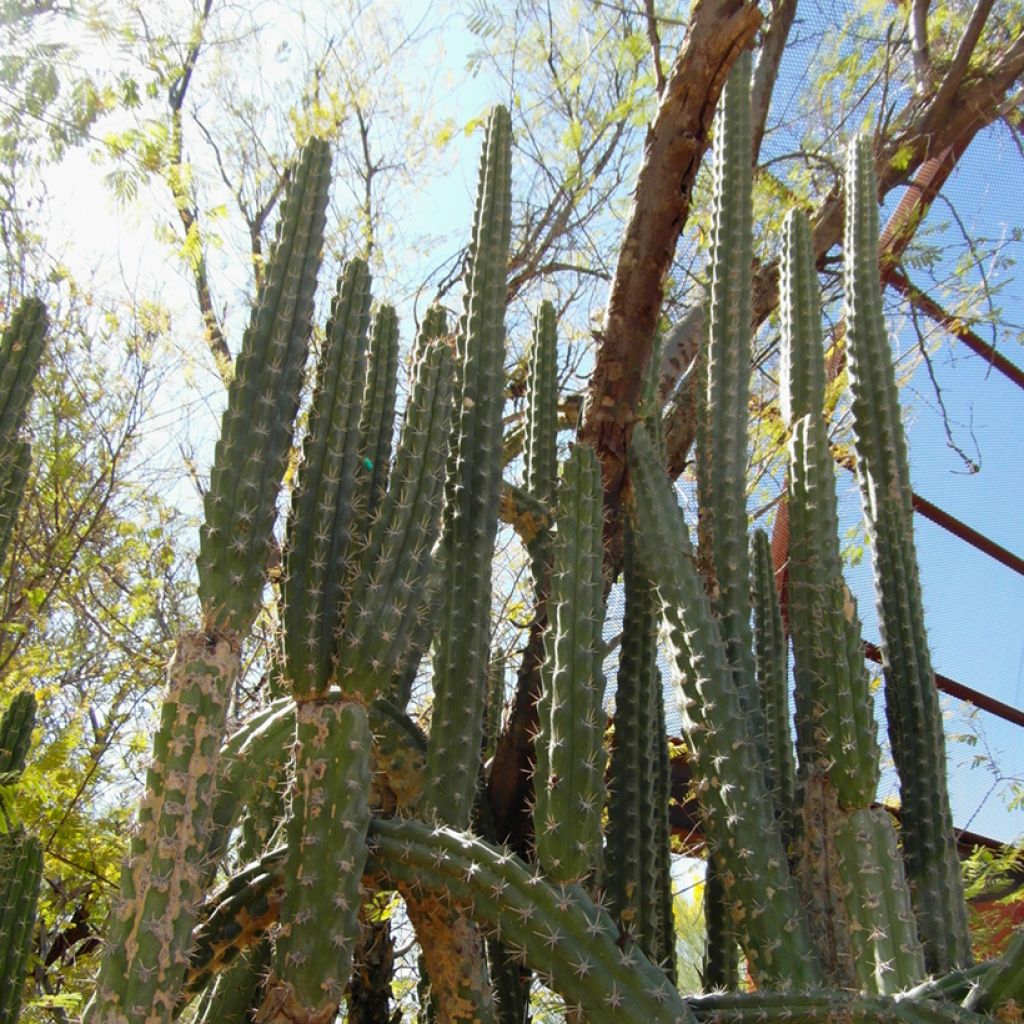 Harrisia tetracantha