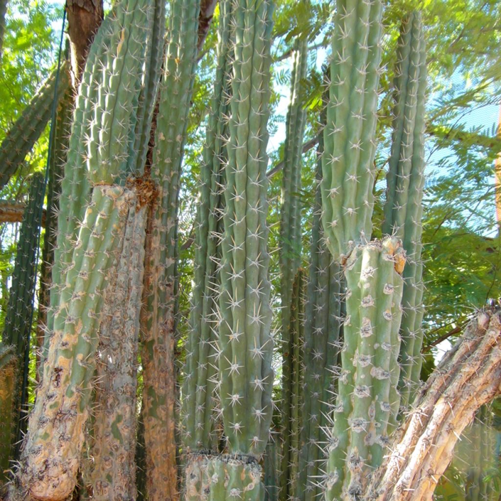 Harrisia tetracantha