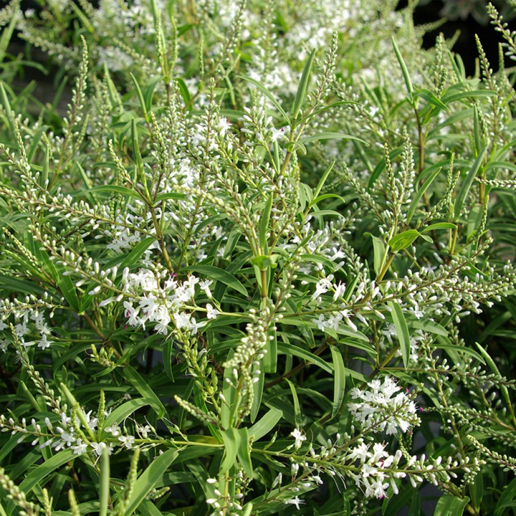 Pensastädyke Kirkii