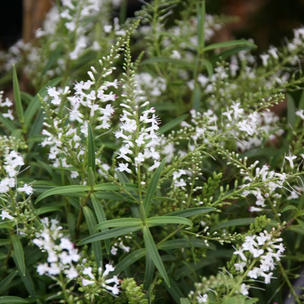 Pensastädyke Kirkii