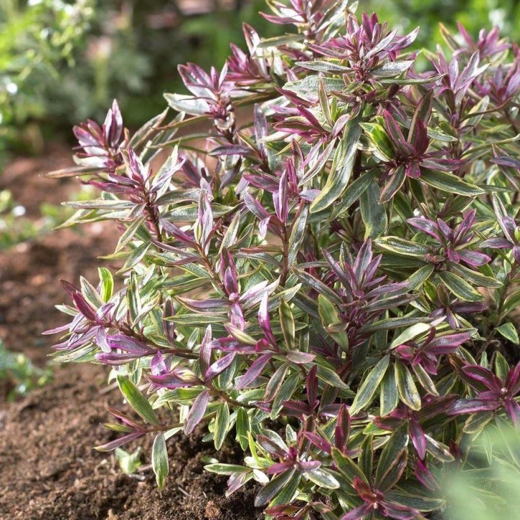 Pensastädyke Purple Shamrock