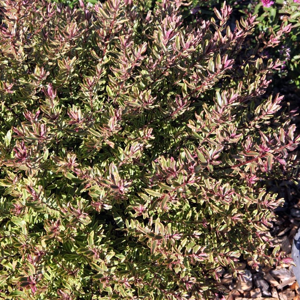 Pensastädyke Purple Shamrock