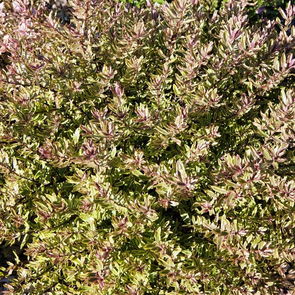 Pensastädyke Purple Shamrock
