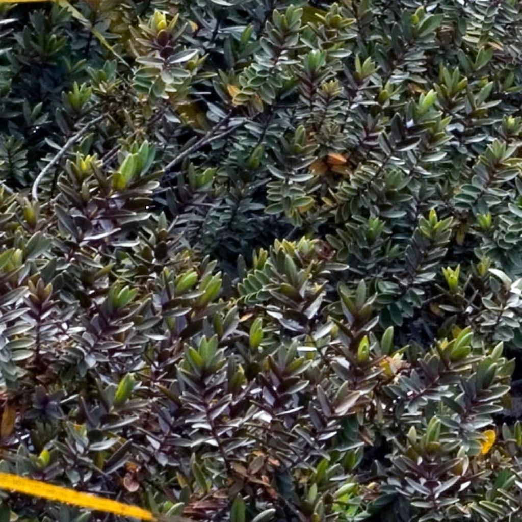 Pensastädyke Red Edge