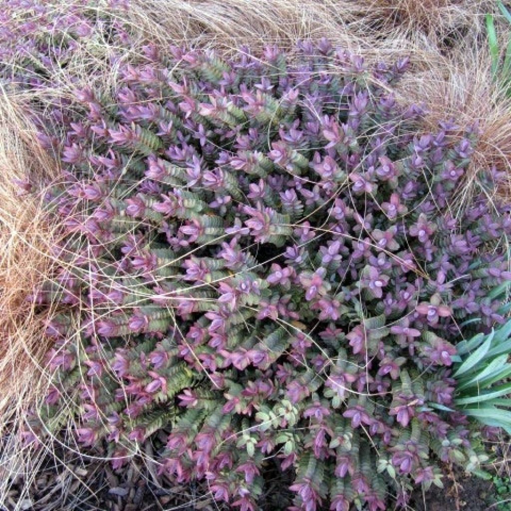 Pensastädyke Red Edge