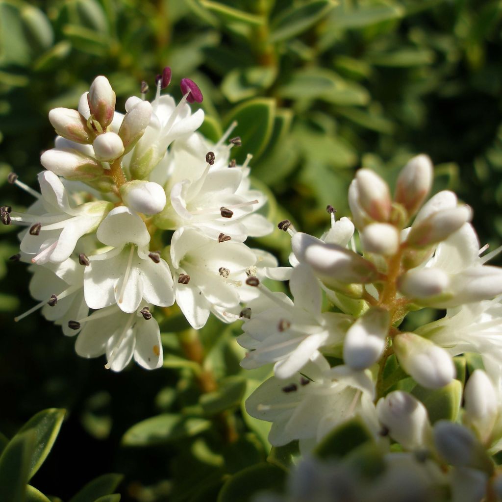 Pensastädyke Sutherlandii