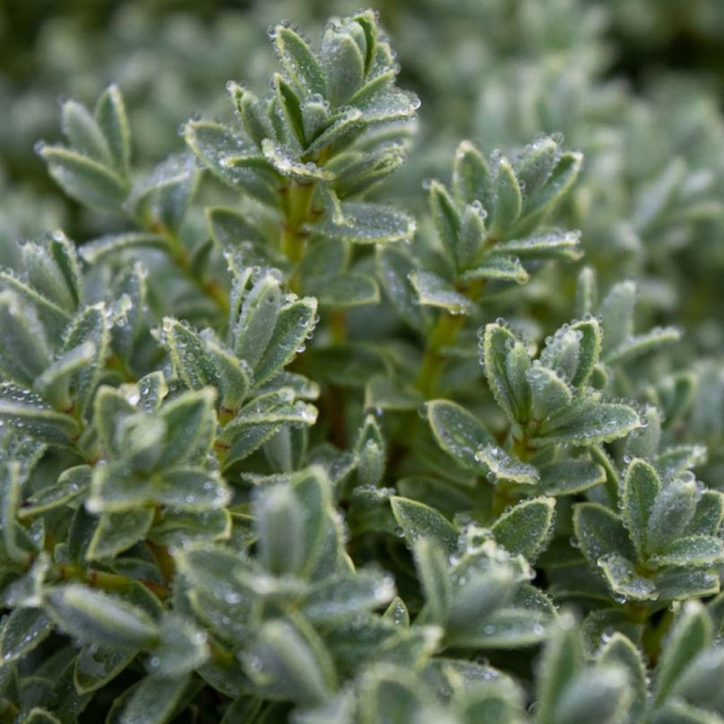 Pensastädyke Sutherlandii