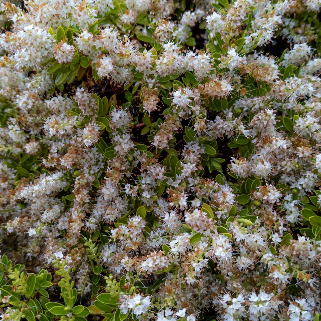 Pensastädyke Sutherlandii