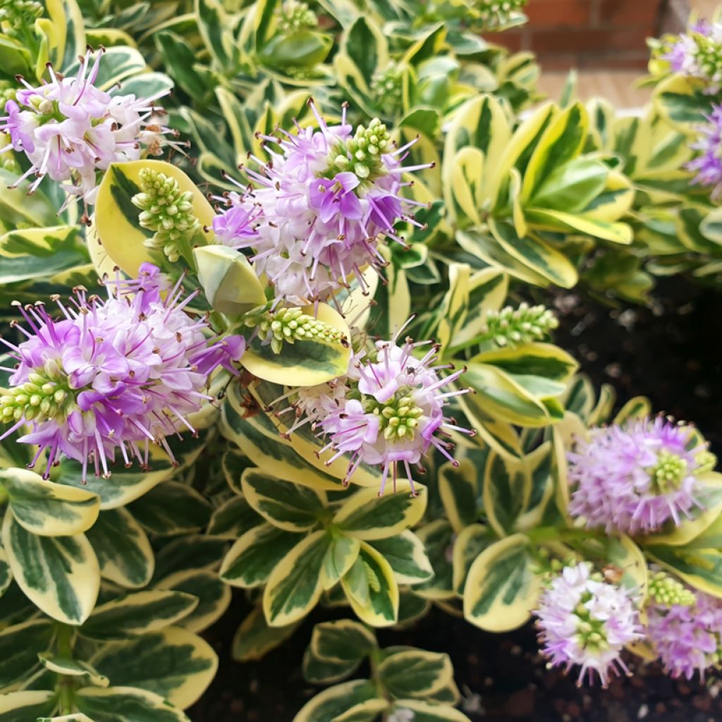 Pensastädyke Variegata