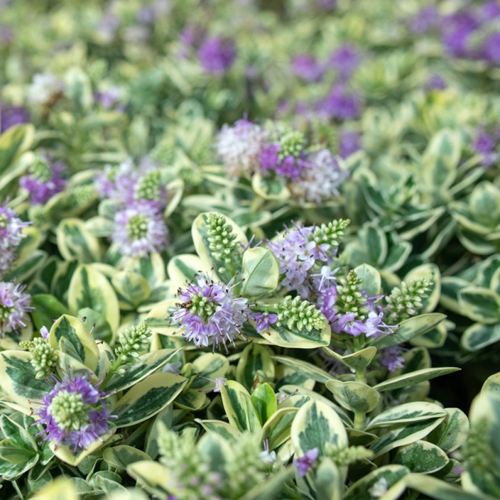 Pensastädyke Variegata
